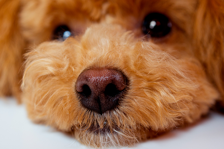 良質な仔犬をブリーディングするために